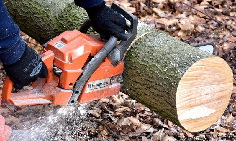 Make Sure You Rely On Quality Tree Cutters For All Your Tree Services Today A Southern Light 